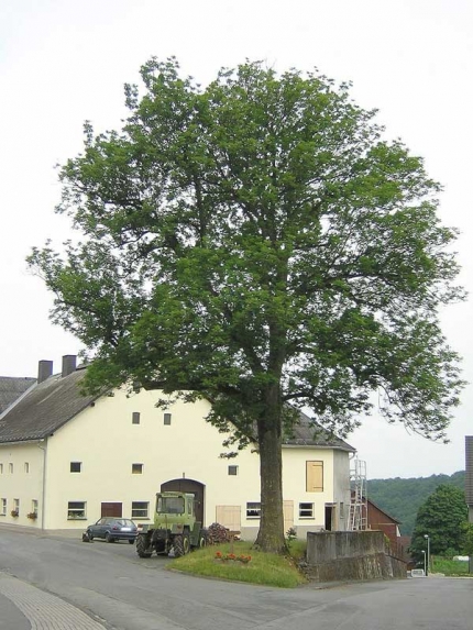 Bild 1 von Esche an der St. Agathastraße